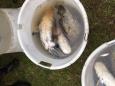 IMG-20160324-WA0002