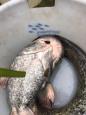 IMG-20160324-WA0009