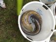 IMG-20160324-WA0035