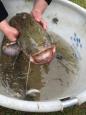IMG-20160324-WA0040